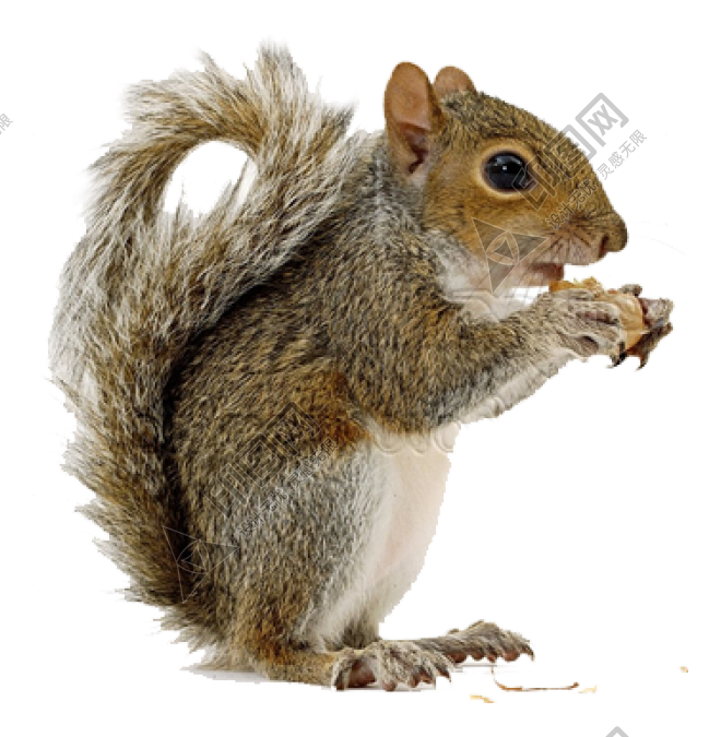 宠物_松鼠_树鼠_squirrel_squirrel