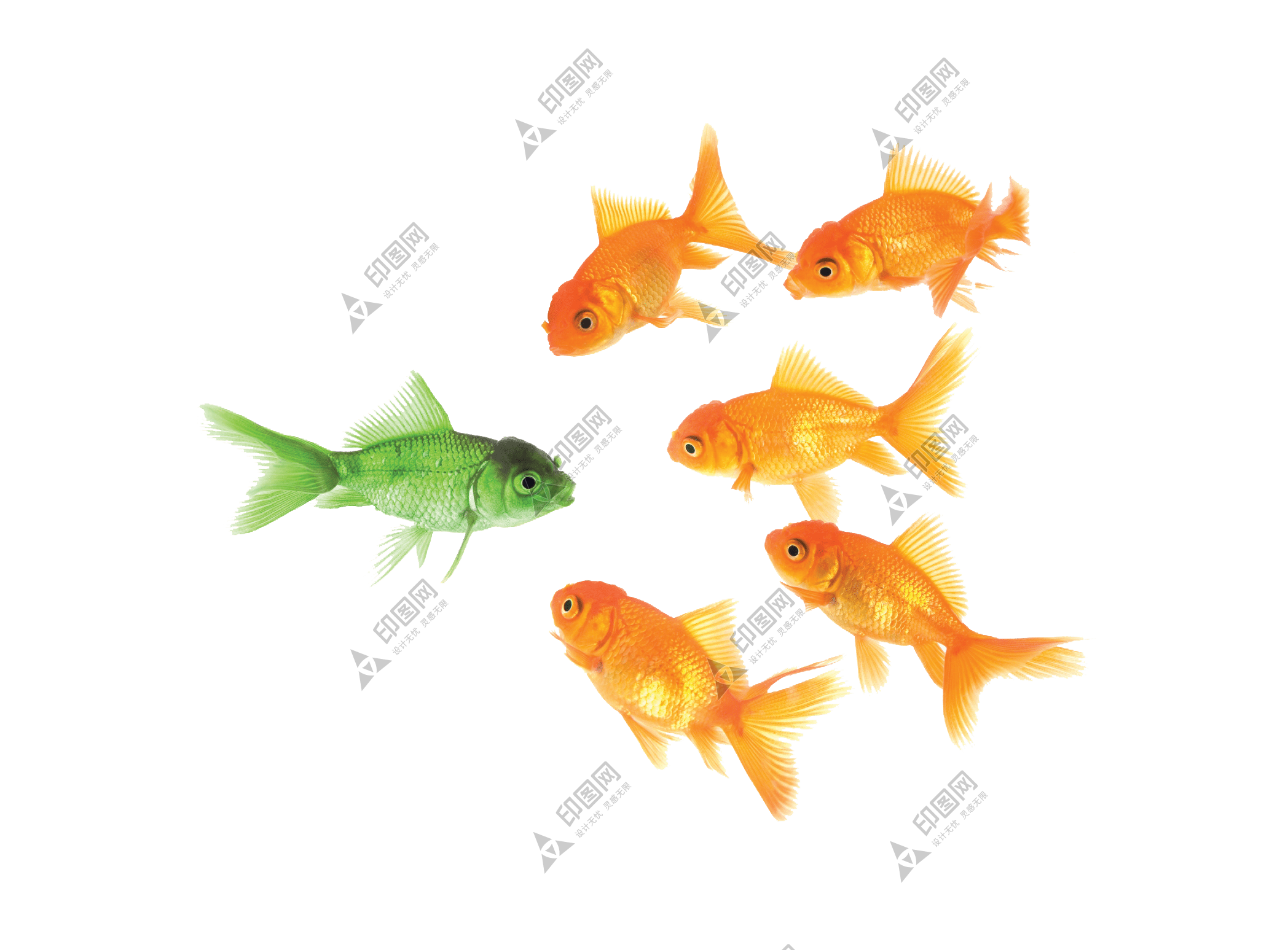 寵物_魚_水族_金魚_goldfish_goldfish