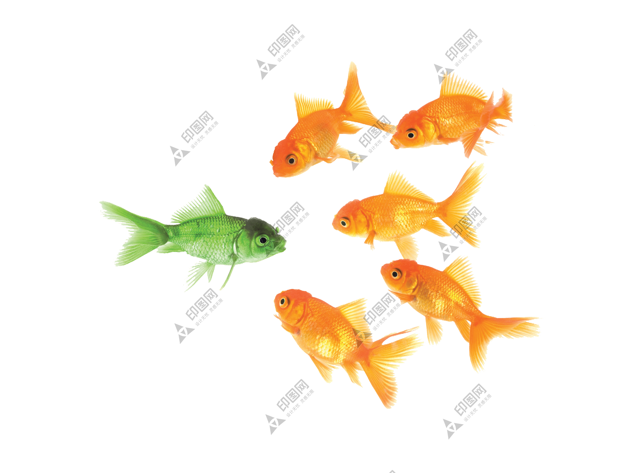 宠物_鱼_水族_金鱼_goldfish_goldfish