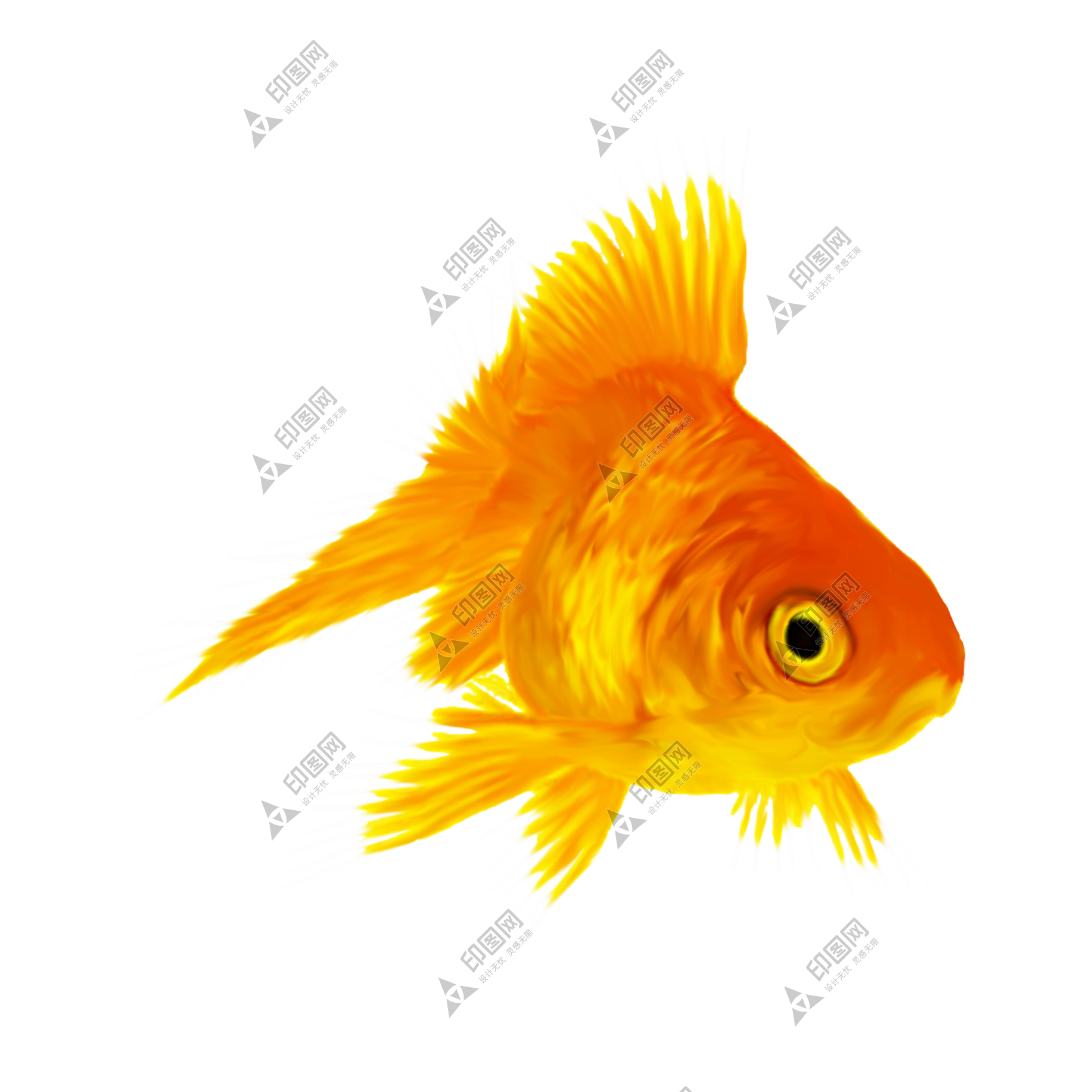 寵物_魚_水族_金魚_goldfish_goldfish