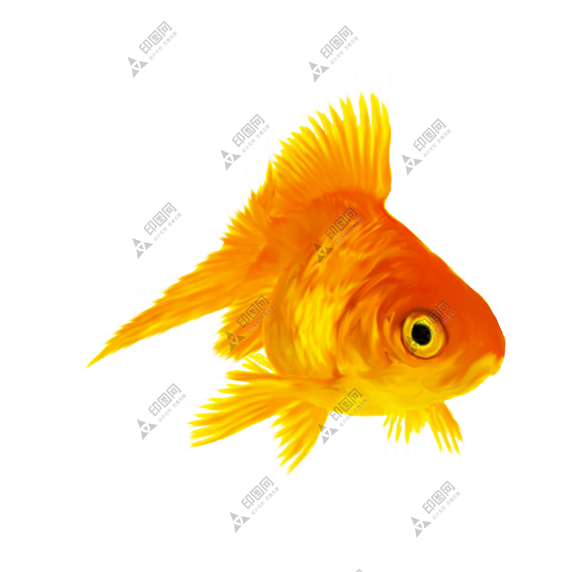 宠物_鱼_水族_金鱼_goldfish_goldfish