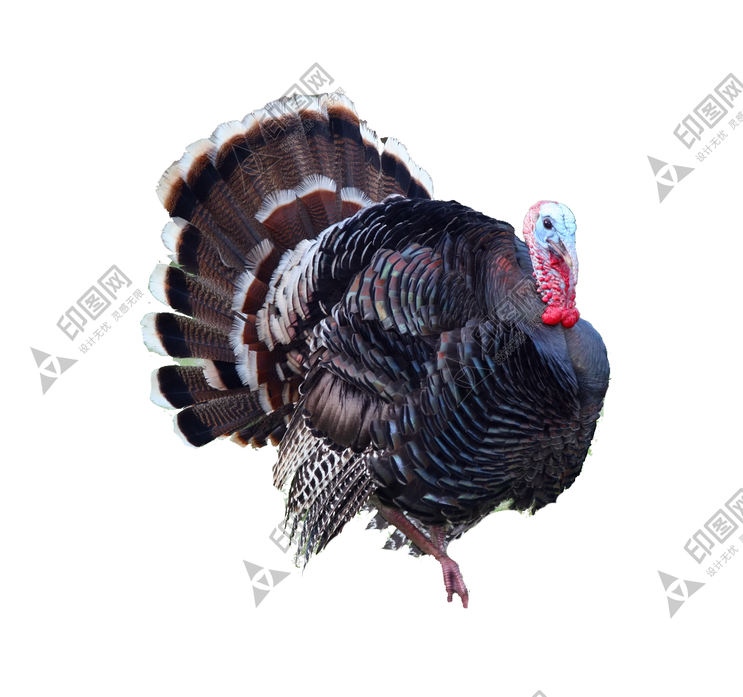 家禽_火雞_吐綬雞_七面雞_turkey_turkey