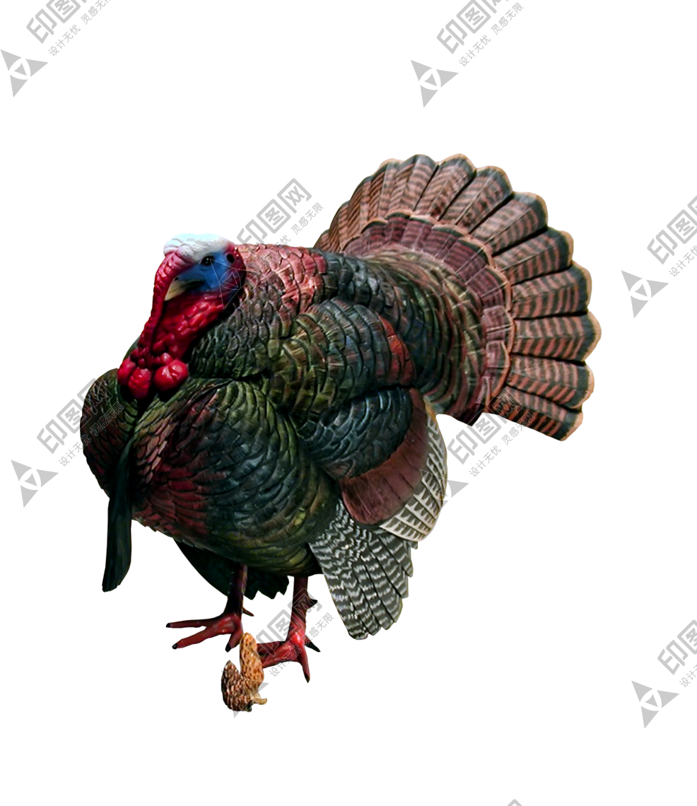 家禽_火雞_吐綬雞_七面雞_turkey_turkey