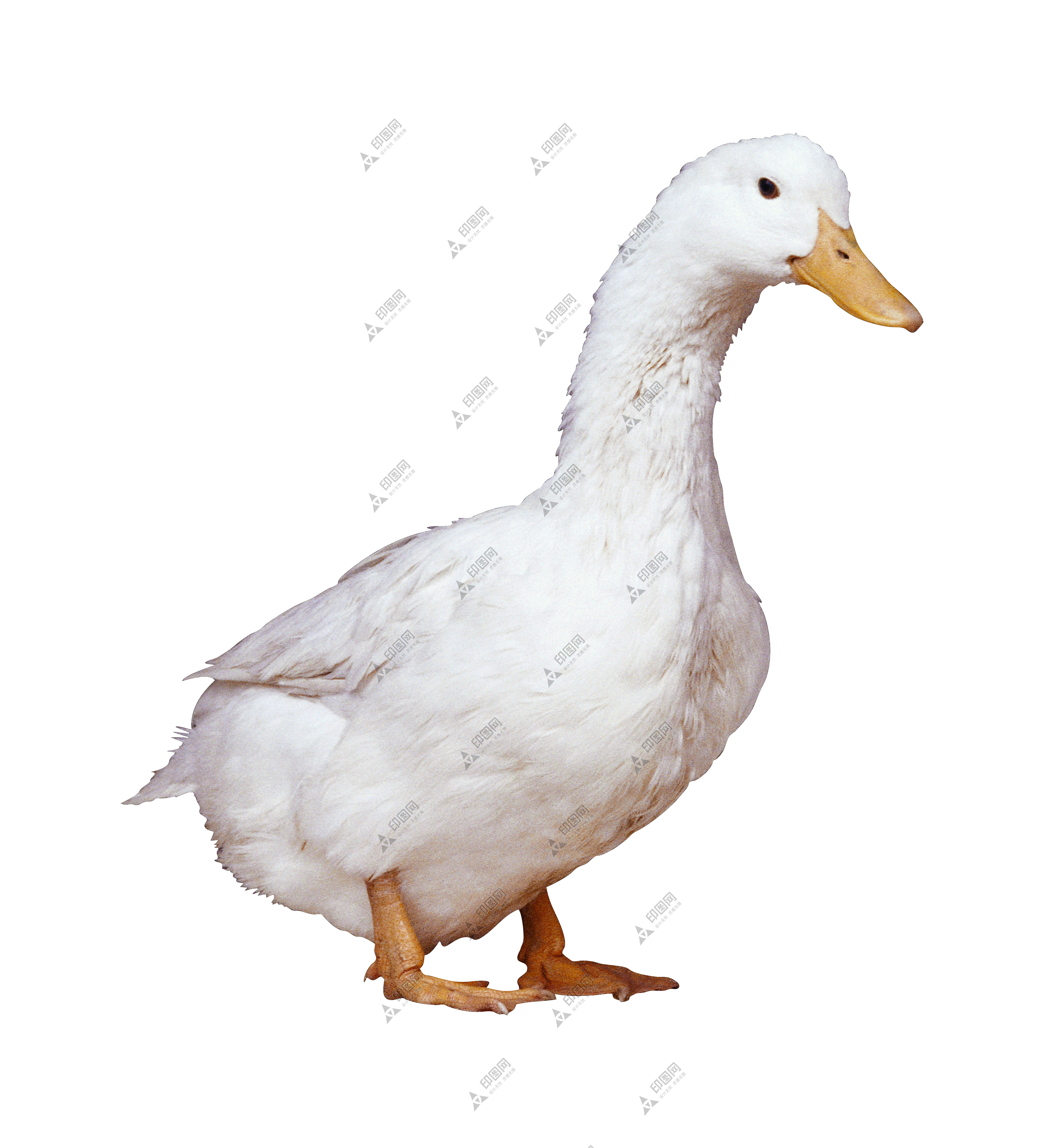 鴨_鴨子_家禽_duck_duck