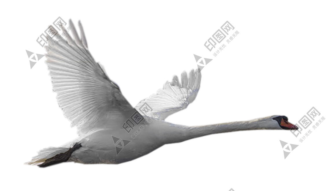 家禽_鵝_家鵝_goose_goose