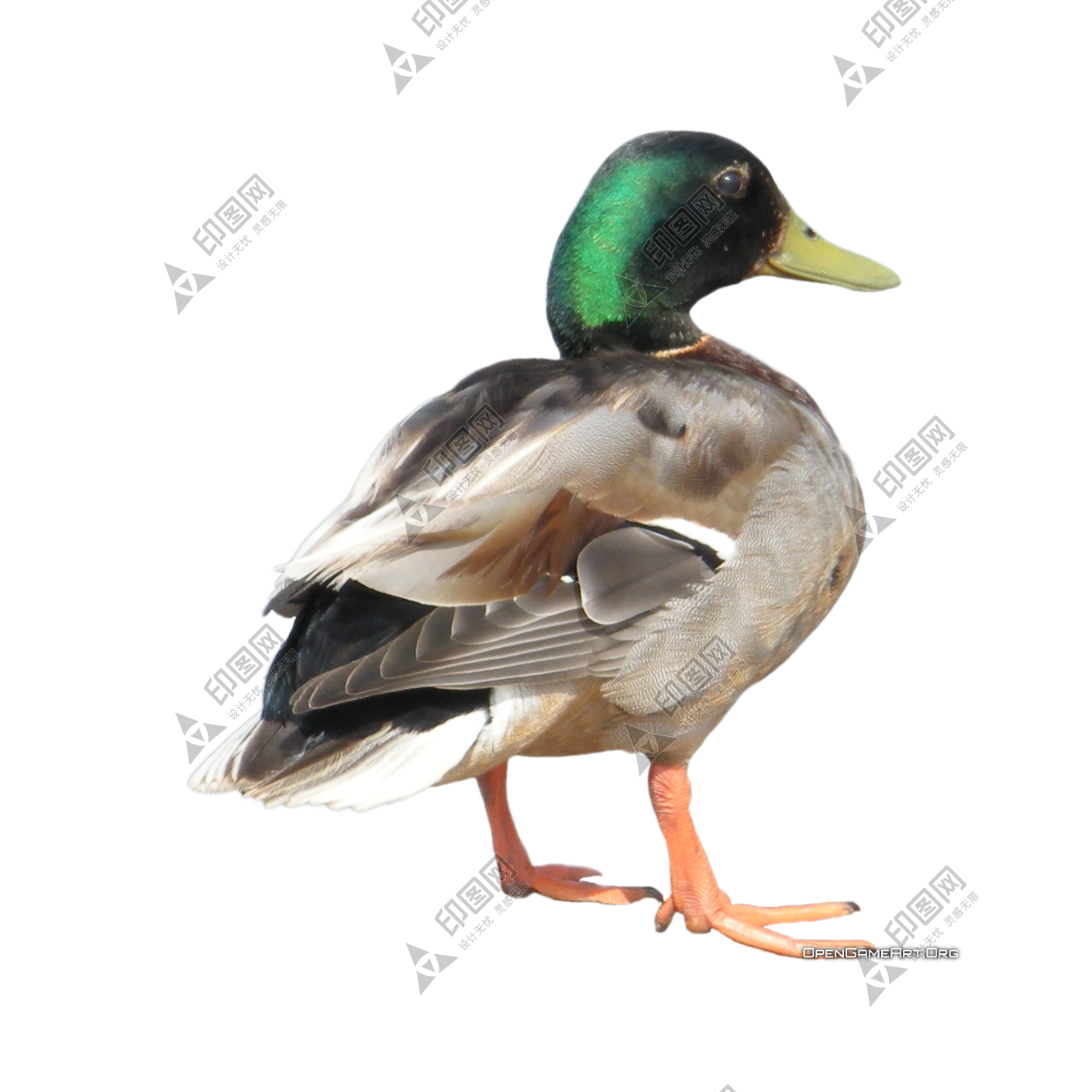 鸭_鸭子_家禽_duck_duck