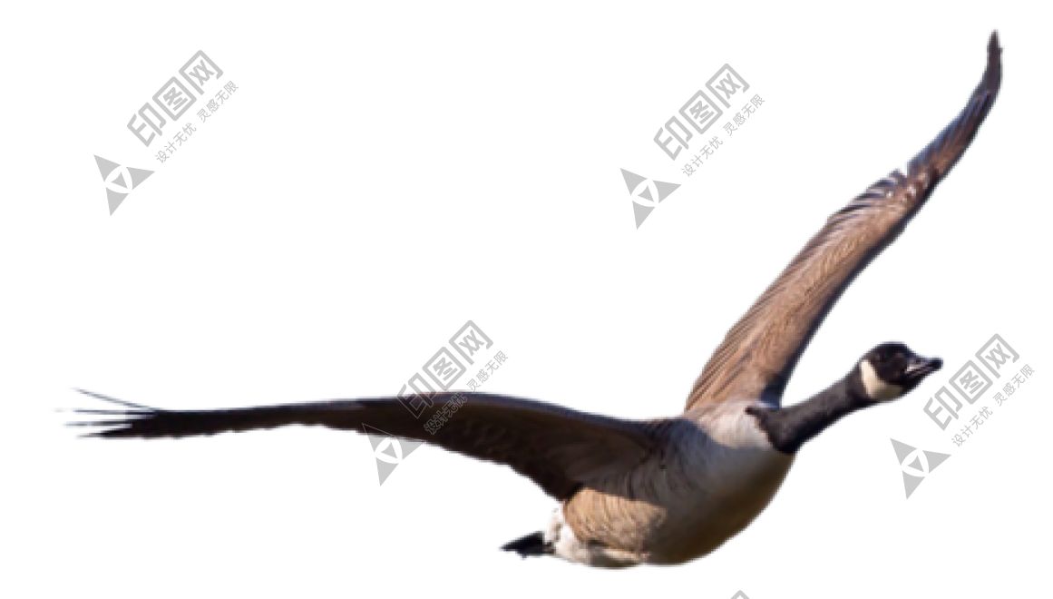 家禽_鵝_家鵝_goose_goose