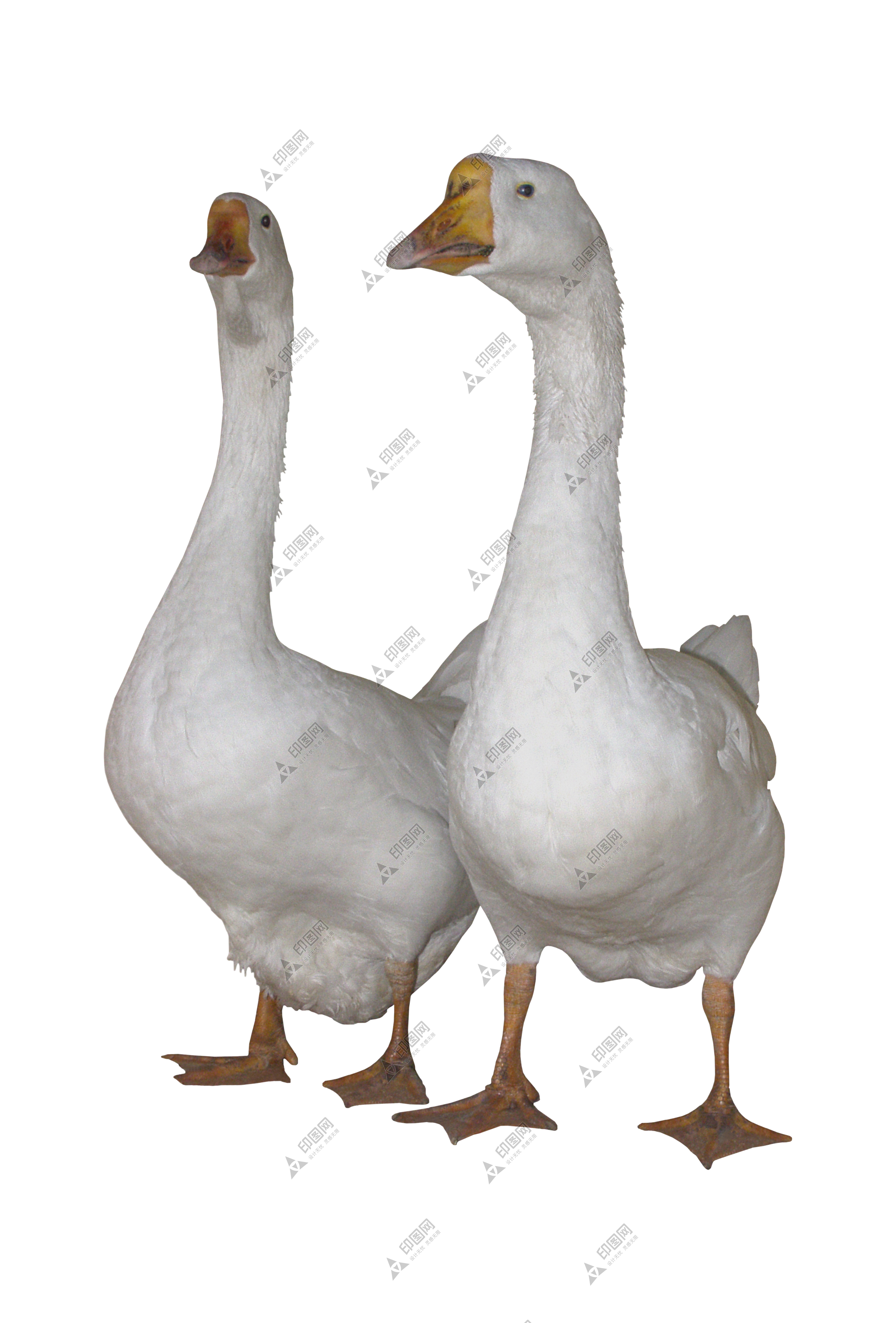 鴨_鴨子_家禽_duck_duck