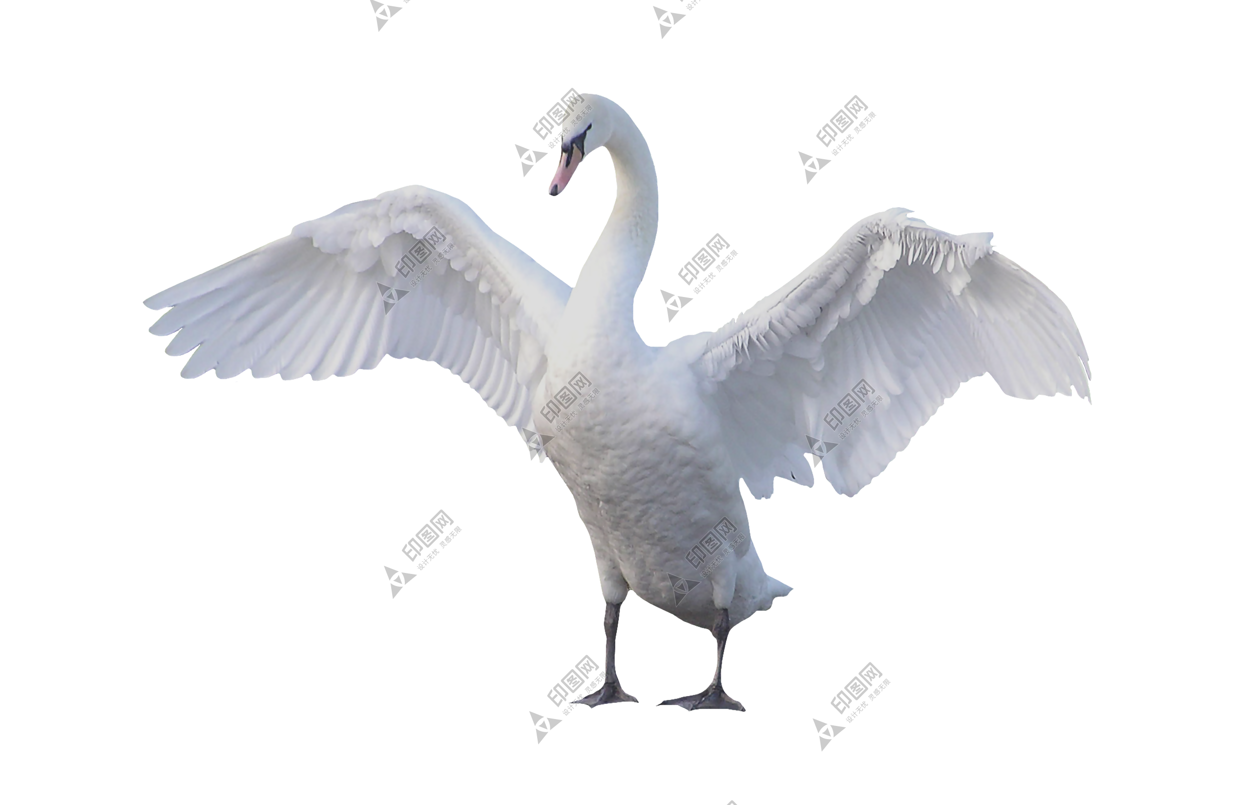 家禽_鵝_家鵝_goose_goose