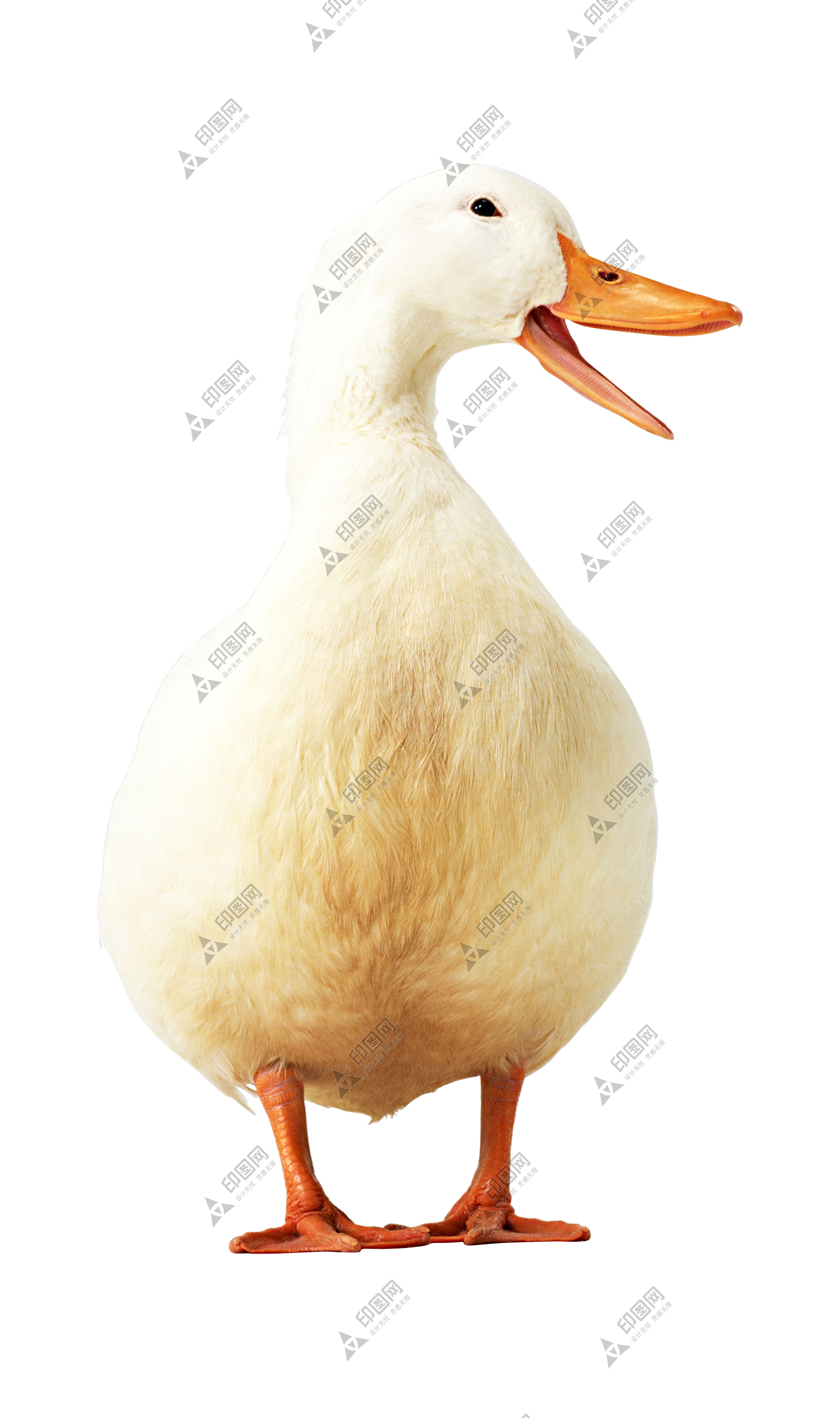 鸭_鸭子_家禽_duck_duck