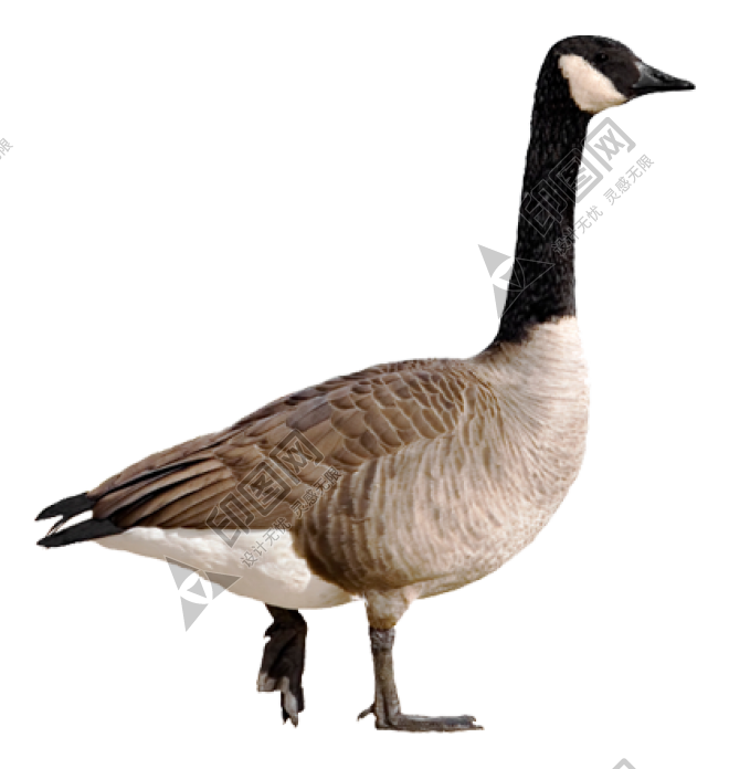 家禽_鵝_家鵝_goose_goose
