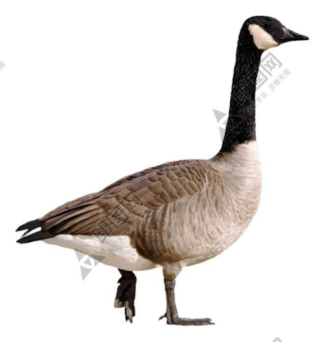 家禽_鹅_家鹅_goose_goose