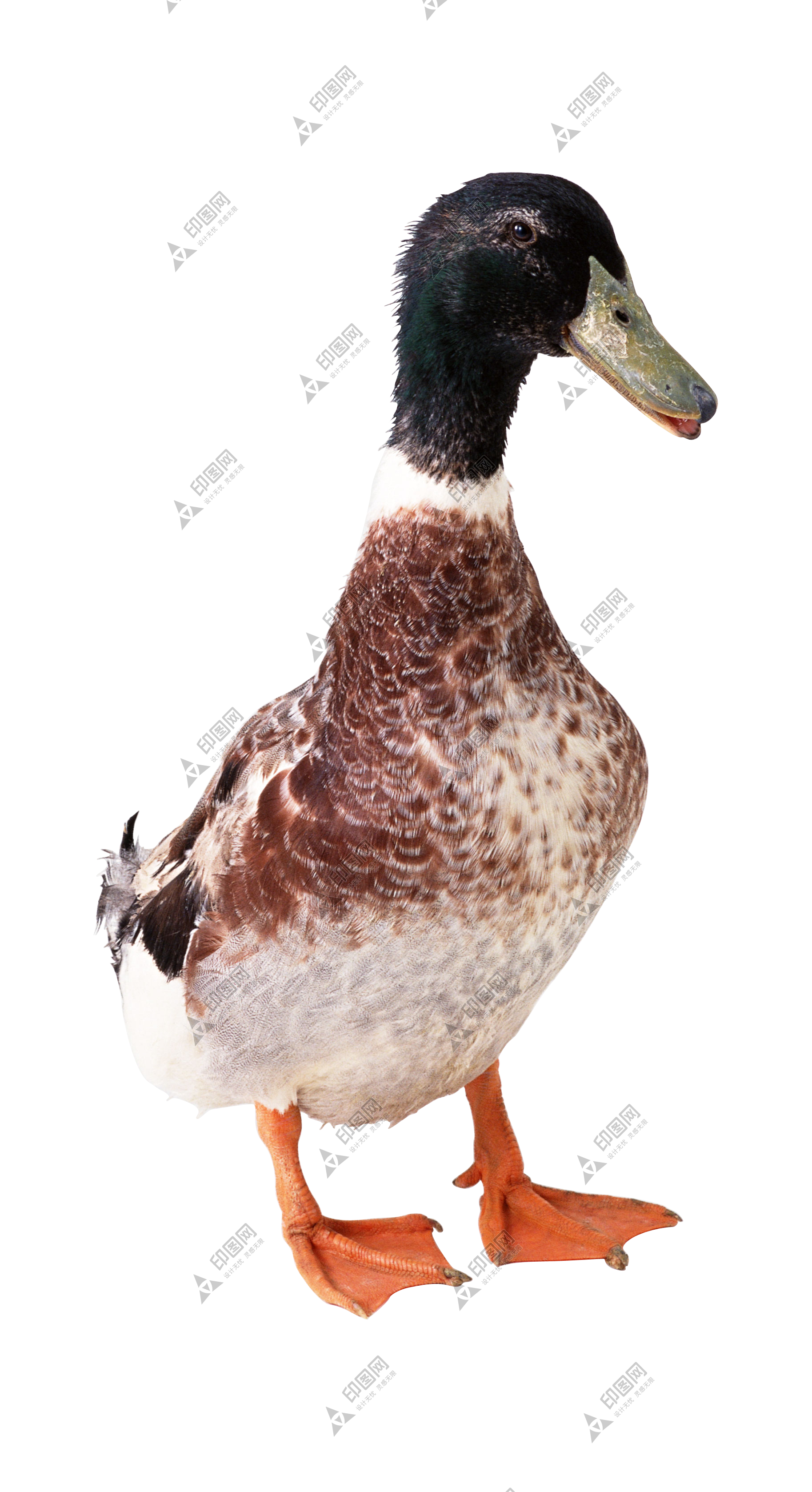 鴨_鴨子_家禽_duck_duck