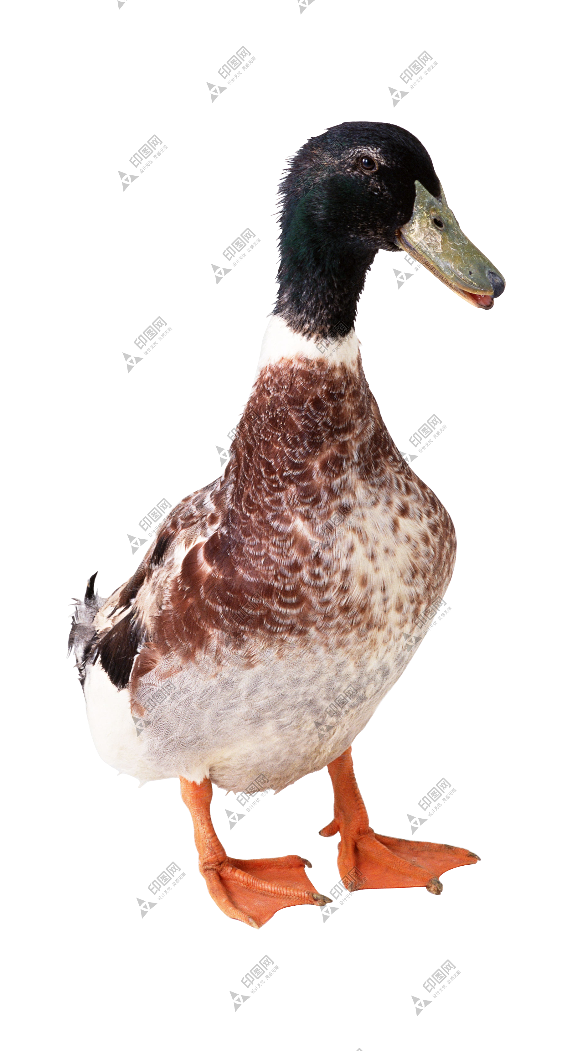 鸭_鸭子_家禽_duck_duck