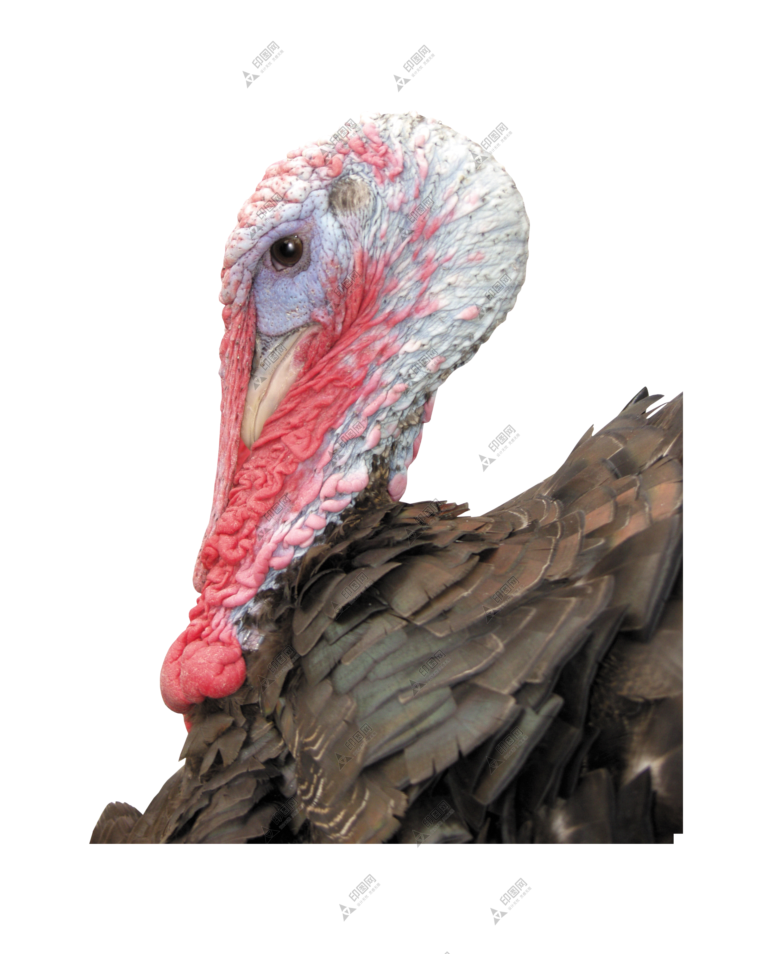 家禽_火雞_吐綬雞_七面雞_turkey_turkey