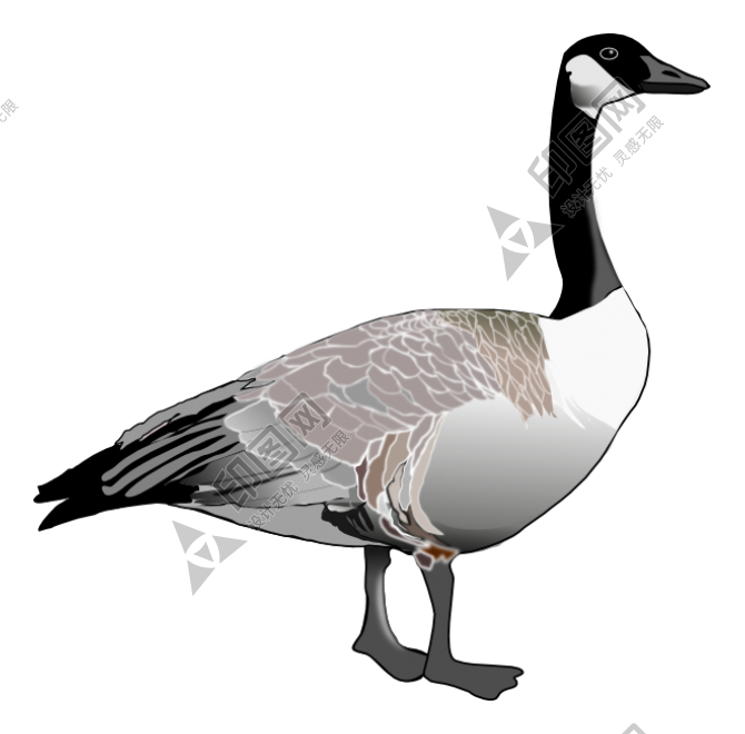 家禽_鵝_家鵝_goose_goose