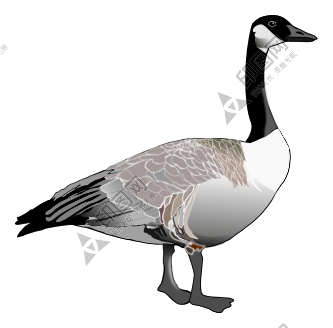 家禽_鹅_家鹅_goose_goose