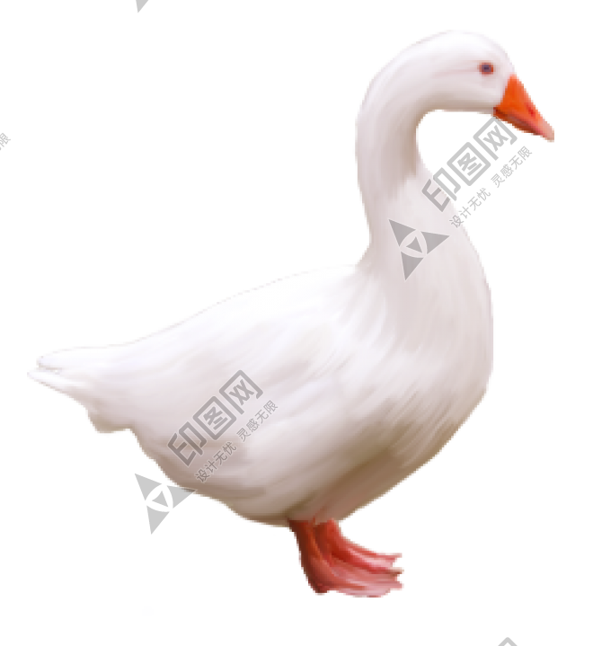家禽_鵝_家鵝_goose_goose