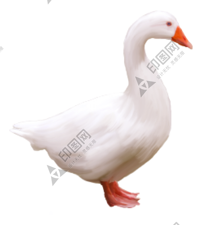 家禽_鹅_家鹅_goose_goose