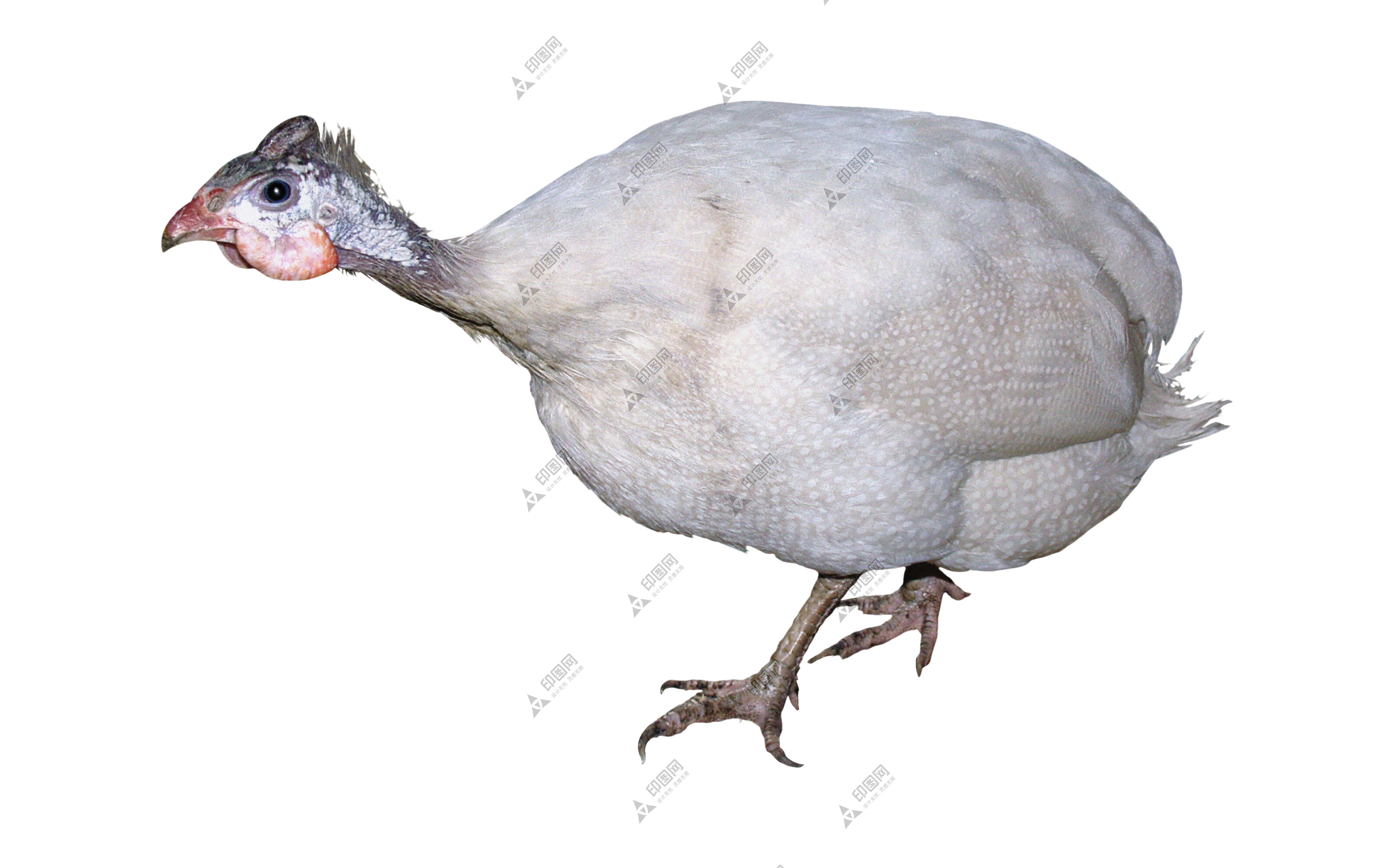 家禽_火雞_吐綬雞_七面雞_turkey_turkey