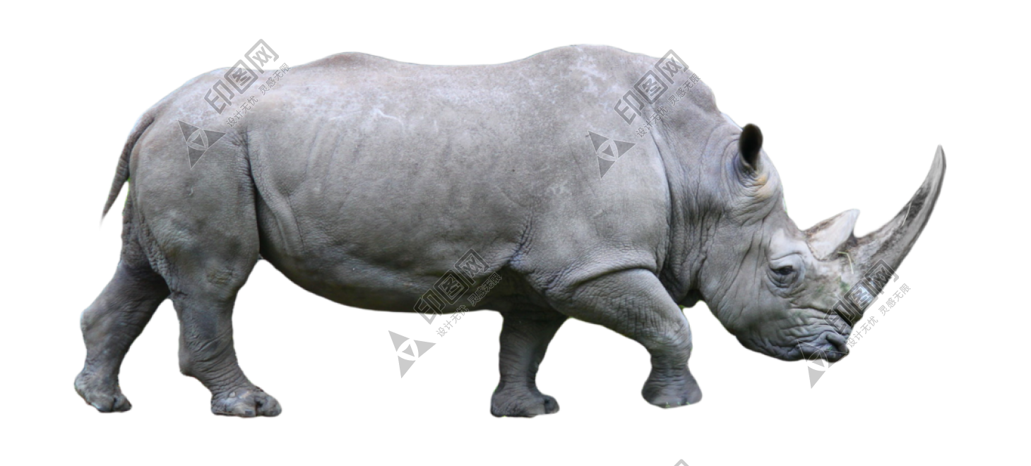 犀牛_犀_rhino_rhino