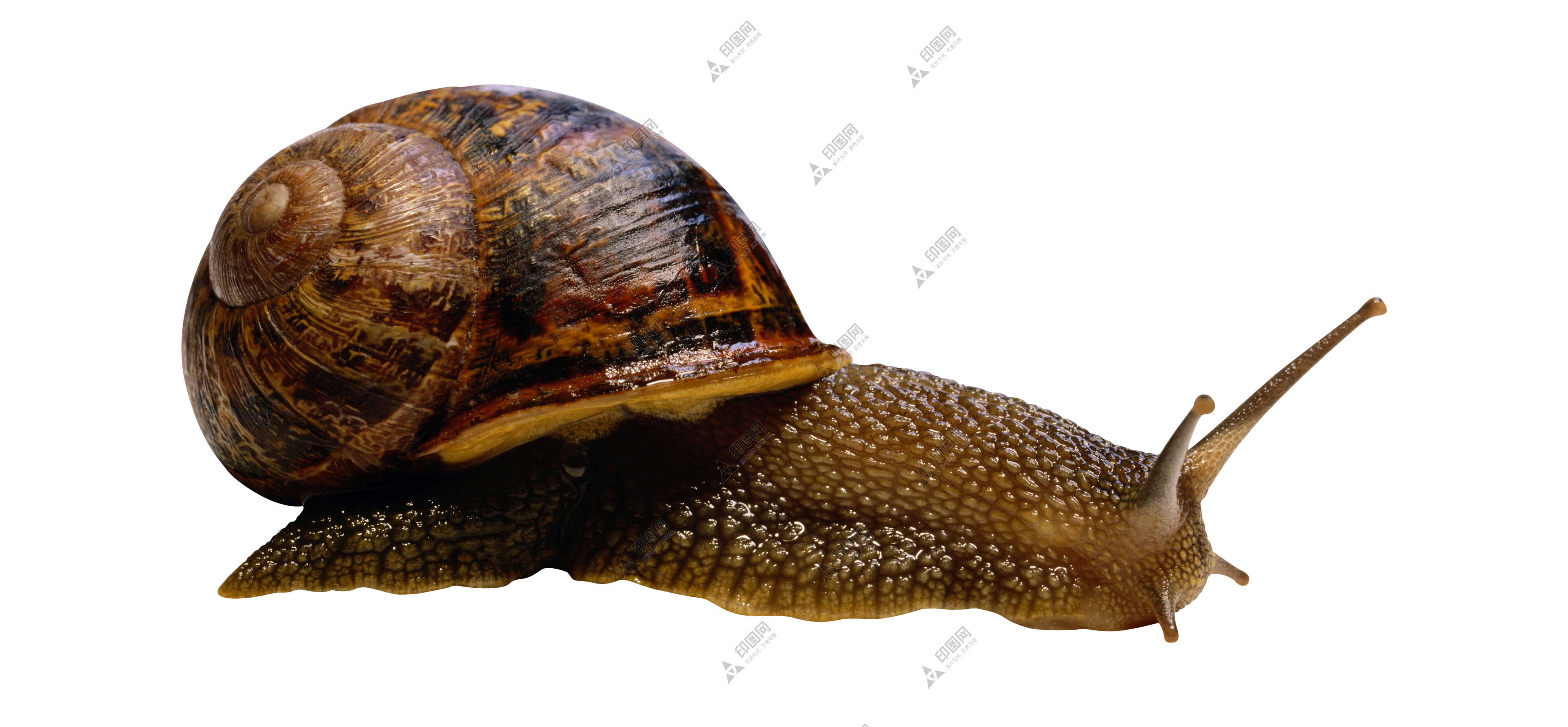 蜗牛_蜗娄牛_snails_snails