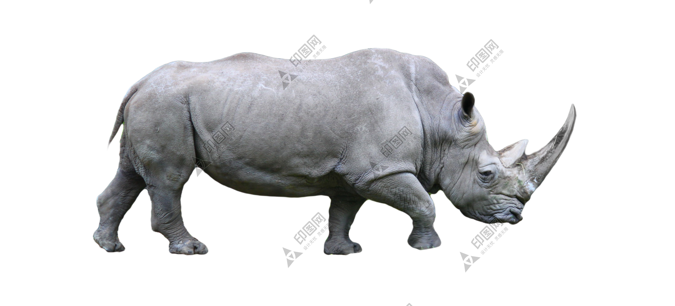 犀牛_犀_rhino_rhino