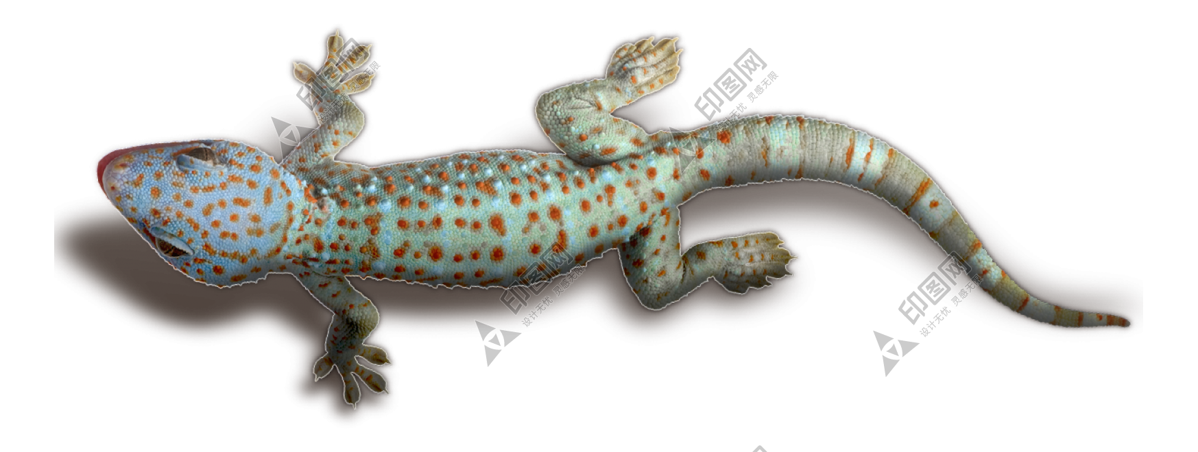 壁虎_蜥蜴_gecko_gecko