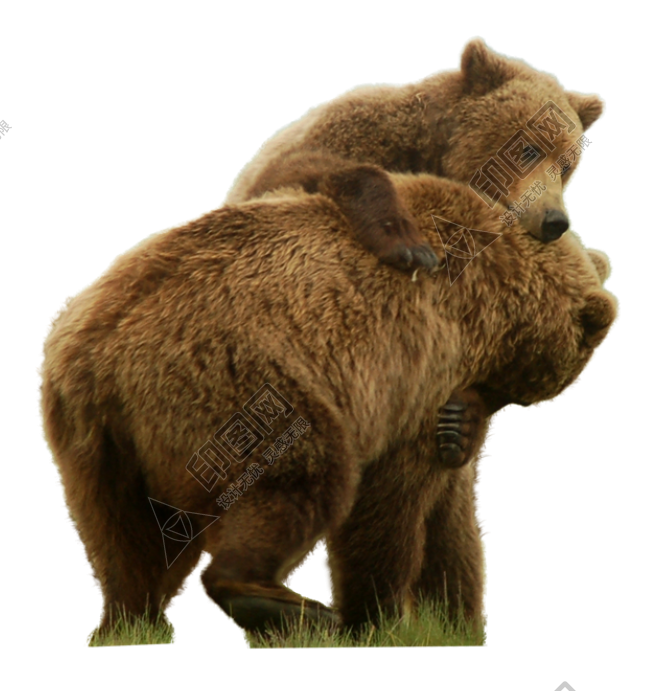 熊_bear_黑熊_棕熊_bear