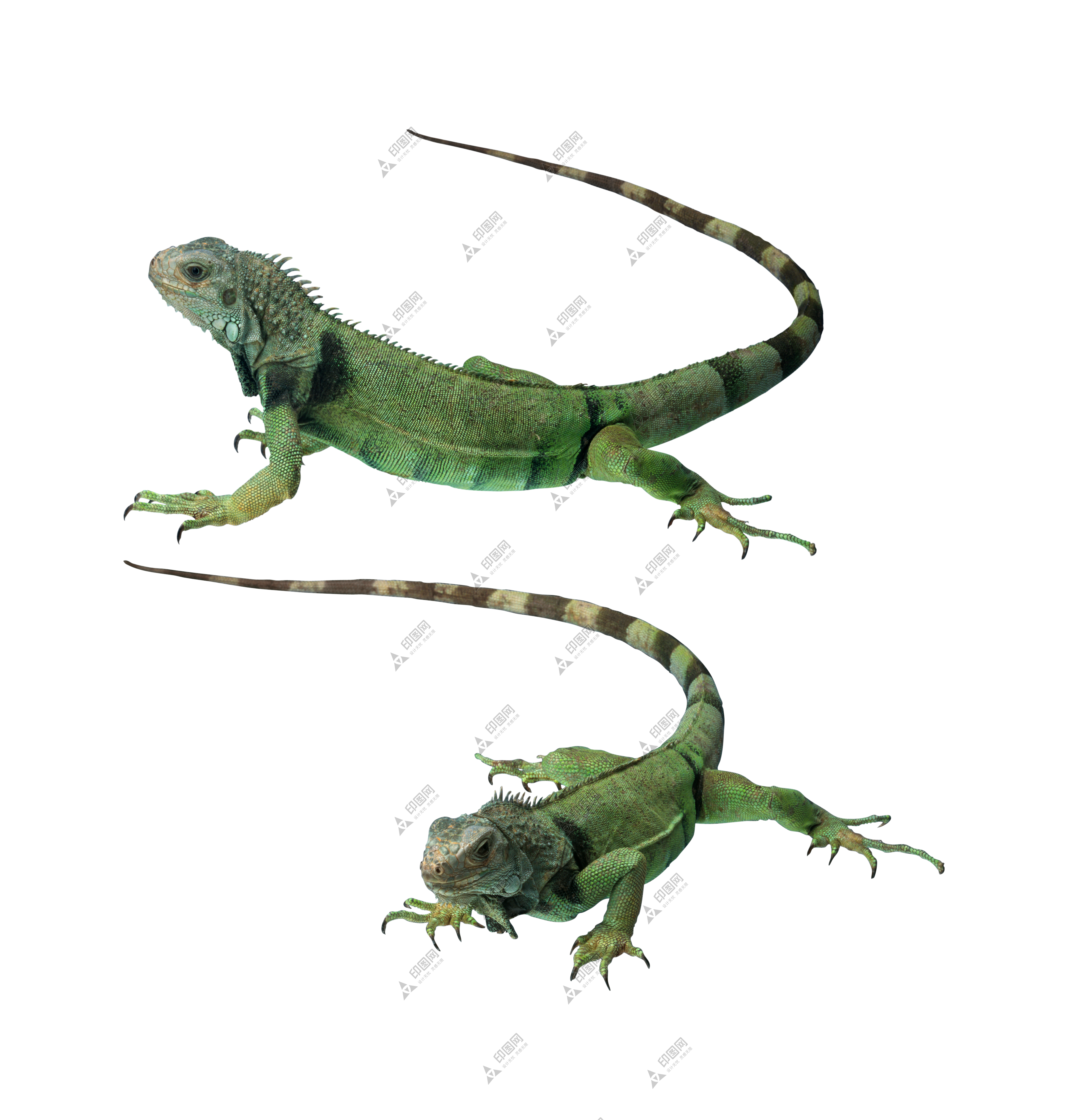 壁虎_蜥蜴_gecko_gecko