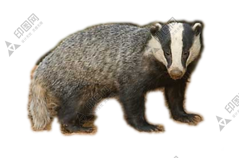 獾_badger_badger