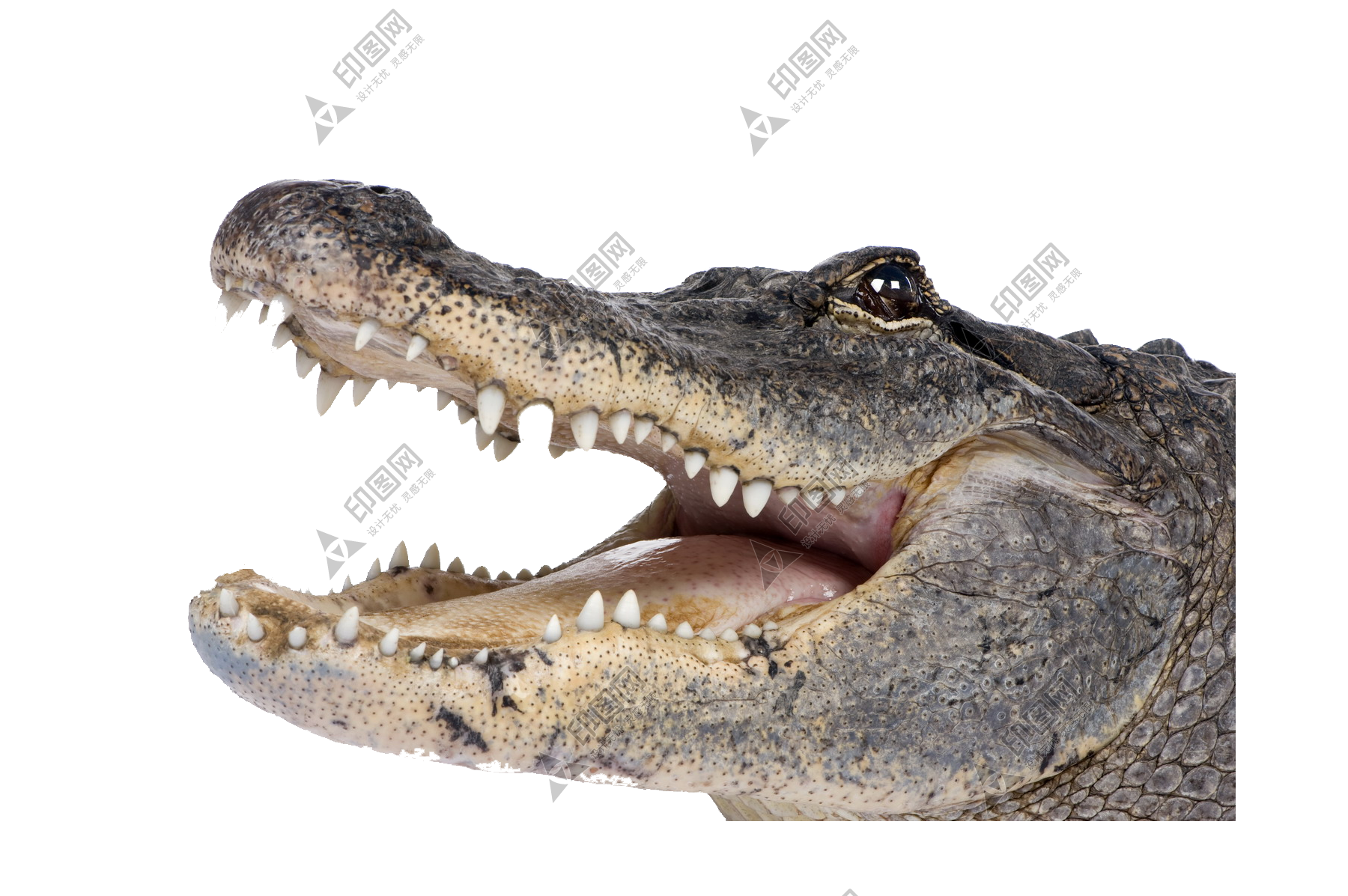 鳄鱼_crocodile_crocodile