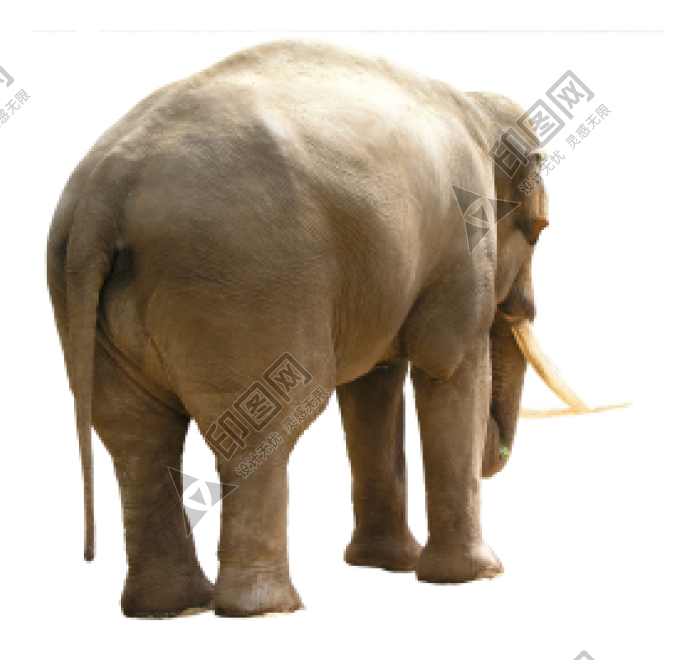 象_大象_elephants_elephants