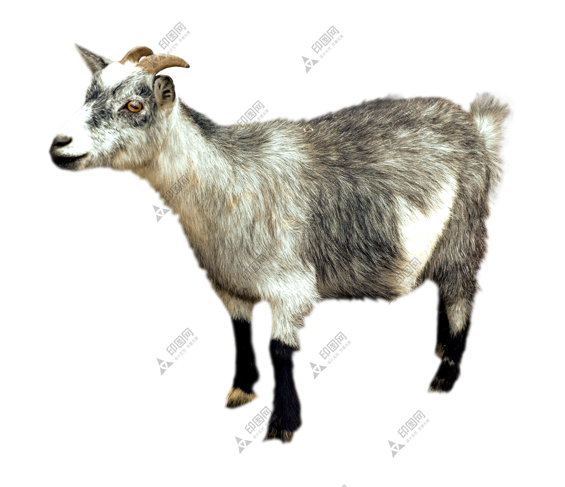 山羊_羊_goat_goat