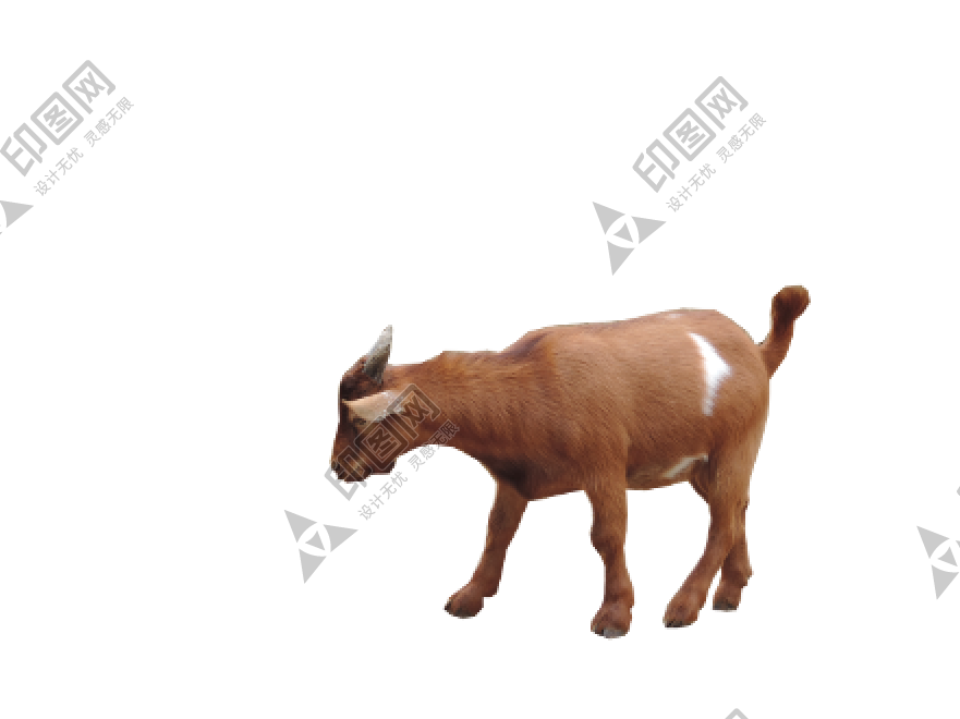 山羊_羊_goat_goat