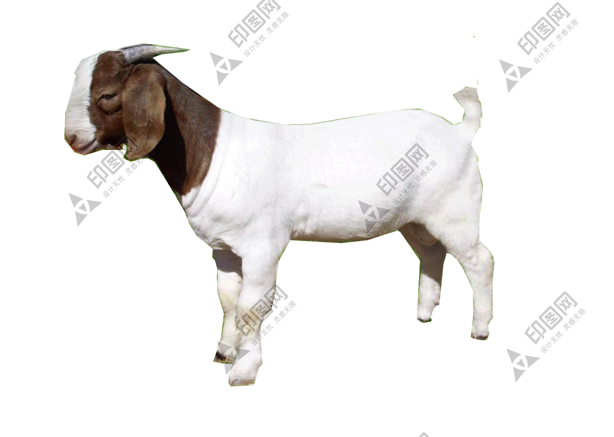 山羊_羊_goat_goat
