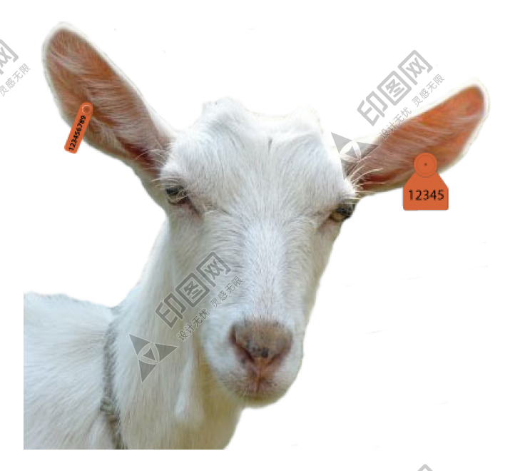 山羊_羊_goat_goat