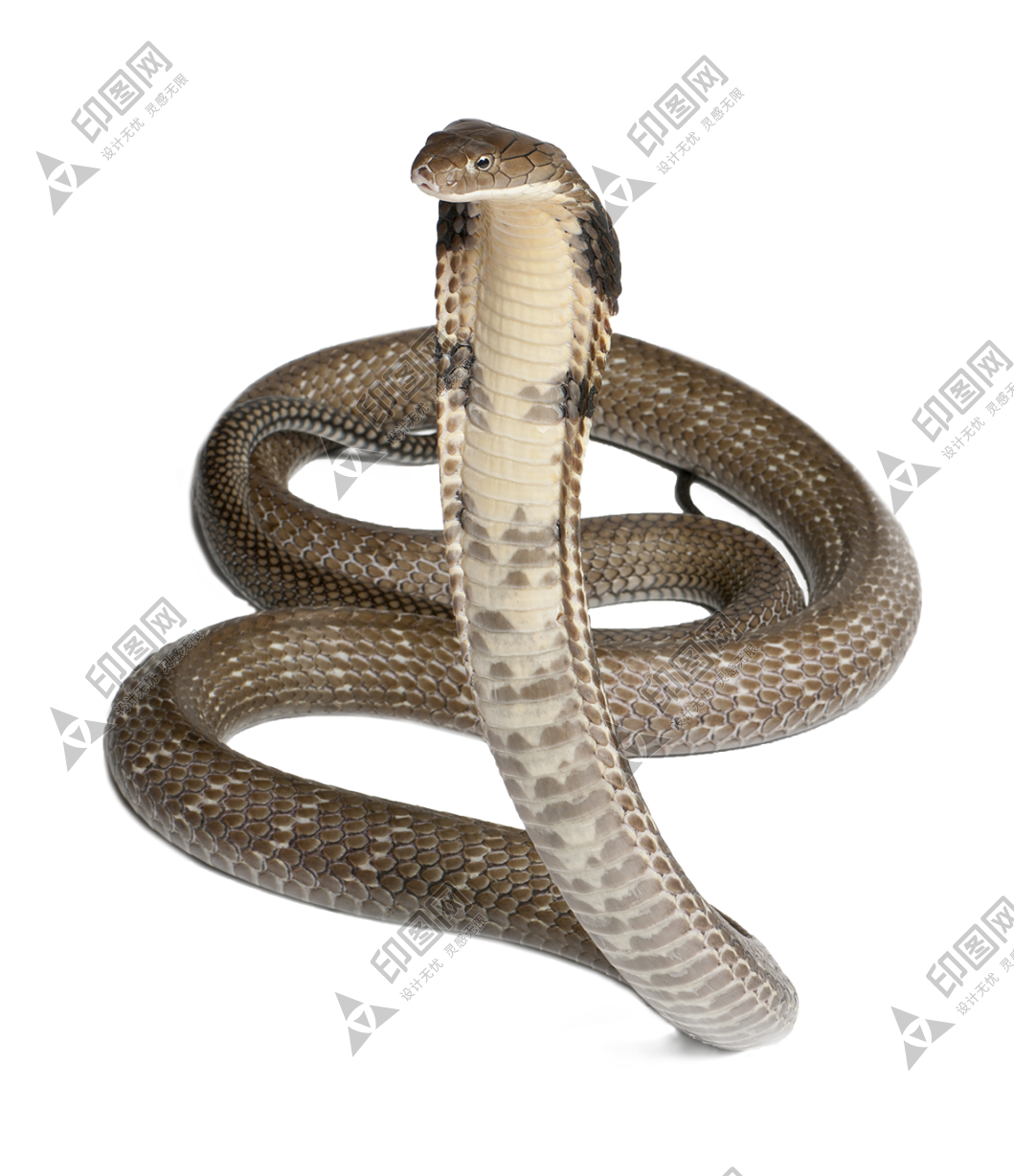 眼鏡蛇_蛇_cobra_cobra
