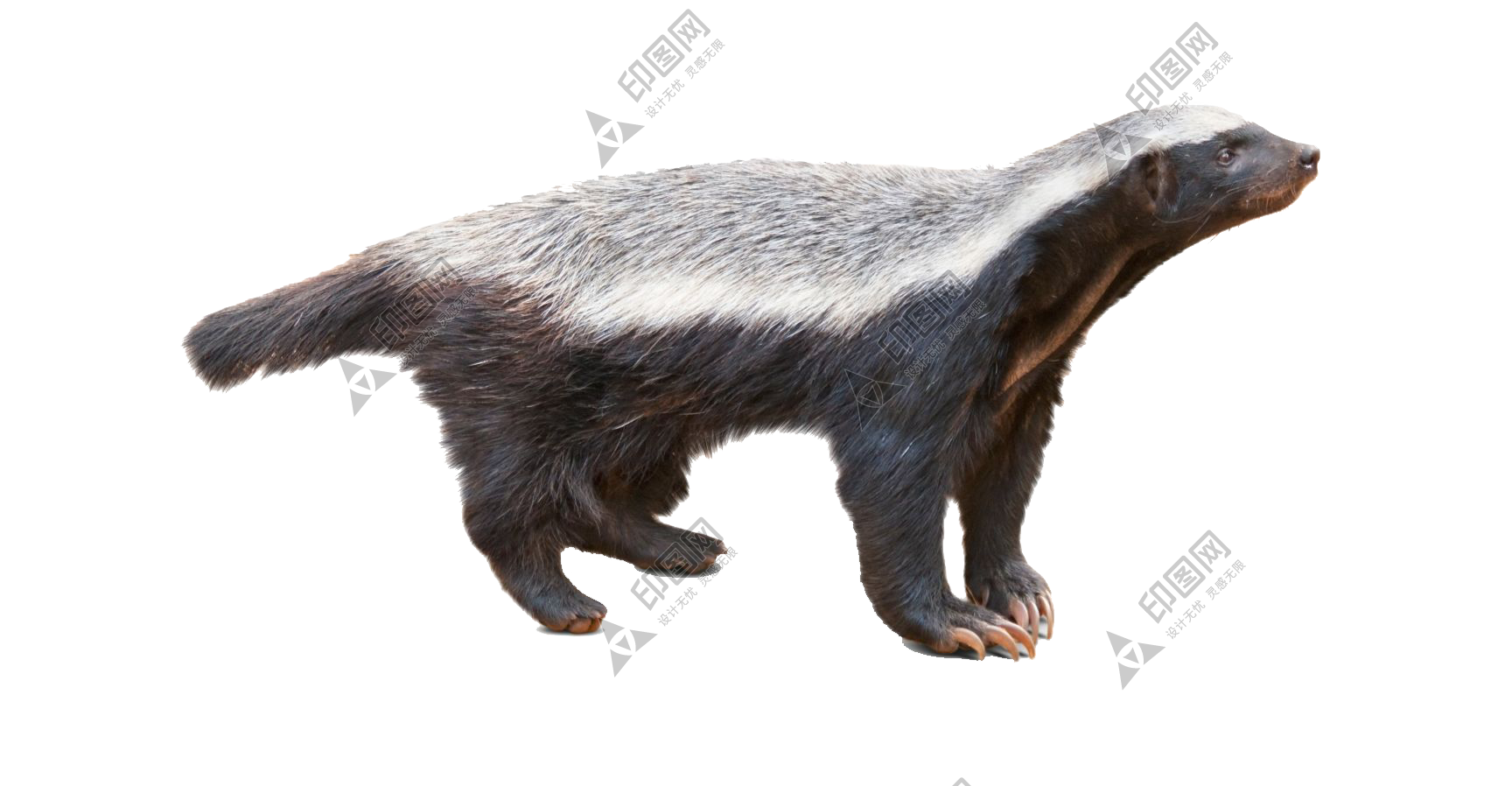 獾_badger_badger