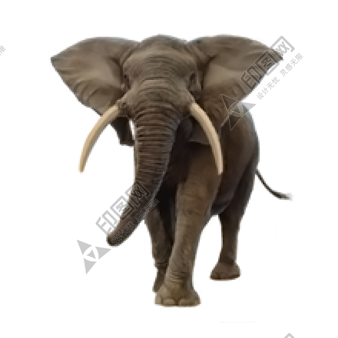 象_大象_elephants_elephants