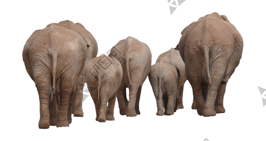 象_大象_elephants_elephants