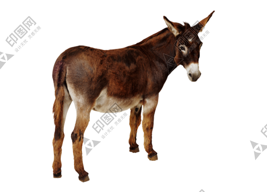 驢_毛驢_donkey_donkey