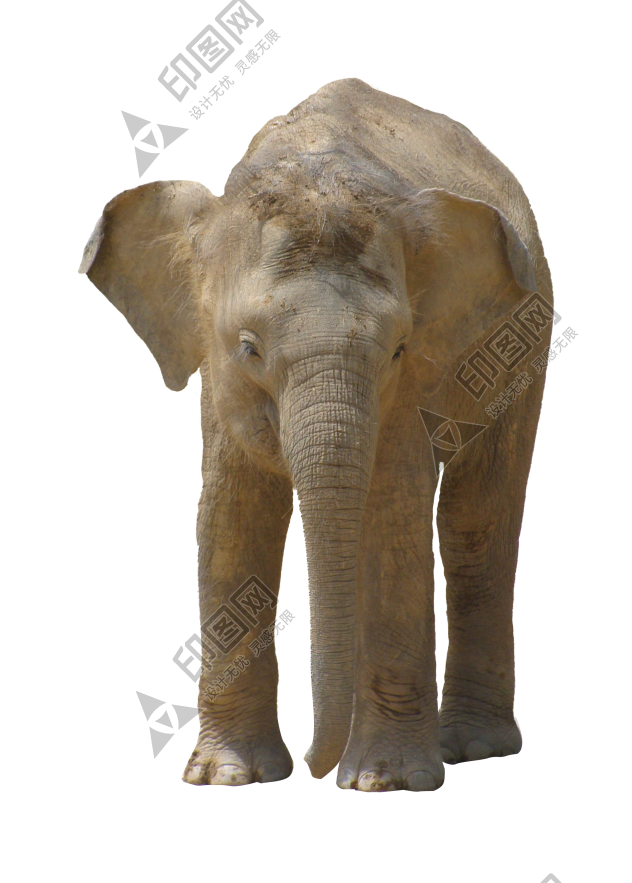 象_大象_elephants_elephants