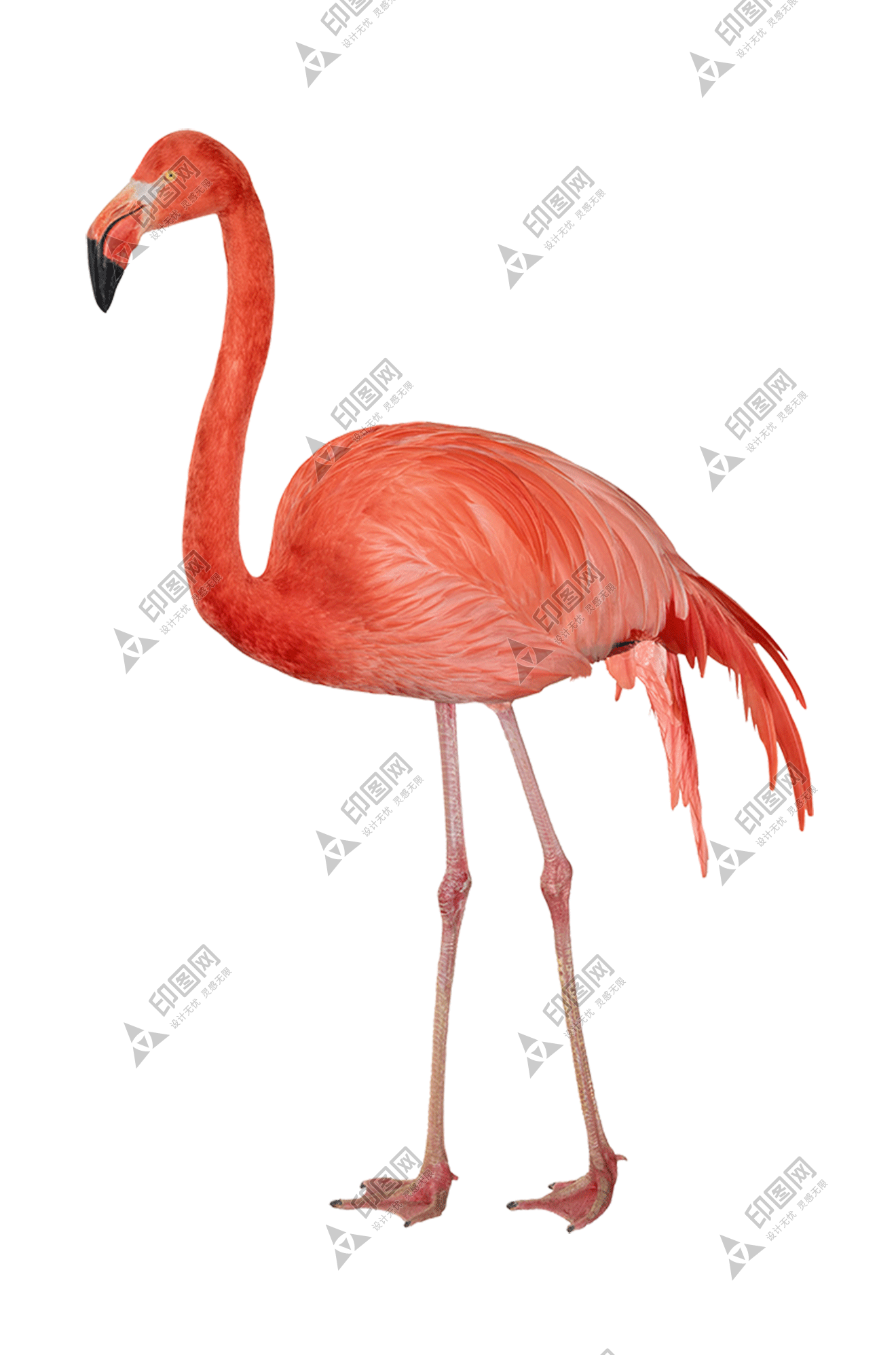 鳥_紅鶴_火烈鳥_紅鸛_flamingo_flamingo