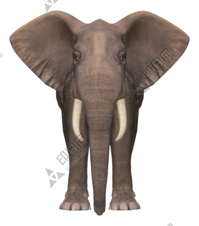 象_大象_elephants_elephants