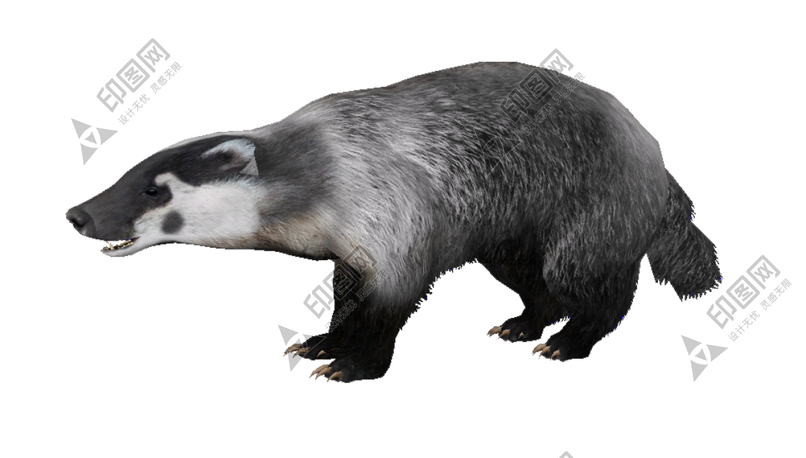 獾_badger_badger