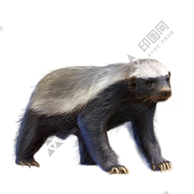 獾_badger_badger