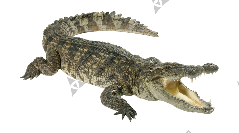 鳄鱼_crocodile_crocodile