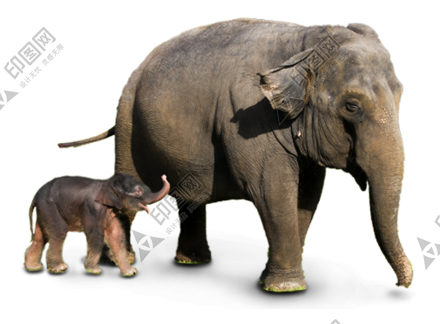 象_大象_elephants_elephants