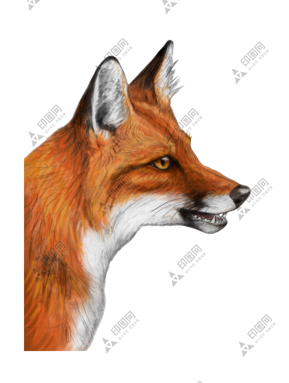 狐貍_赤狐_fox_fox